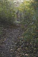 Autumn forest road and tree with blurred background. photo