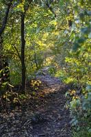 Autumn forest road and tree with blurred background. photo