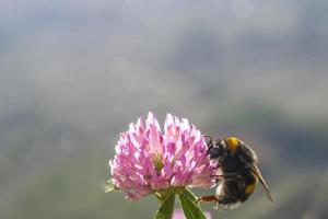 avispa europea de cerca sentada en una flor rosa. foto