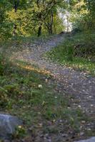 Autumn forest road and tree with blurred background. photo