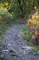 Autumn forest road and tree with blurred background. photo