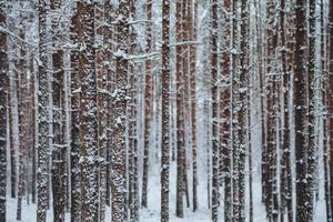 Outdoor shot of beautiful winter forest, high trees covered with snow. Horizontal shot of winter landscape. Charming silent majestic winter forest. Season and nature concept photo