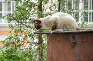 a cat on the street walks and climbs on rooftops photo