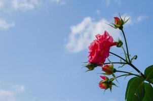 rosa roja sobre el fondo del cielo azul, hermoso fondo foto