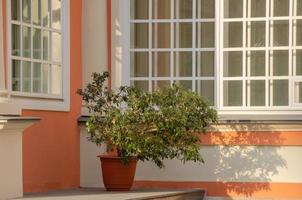 a large flower potted tree stands outside in summer weather photo