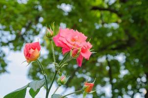 pink rose on the background of trees photo