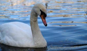 White swans with orange beak and ducks swim in the lake on blue water background. Magical landscape with wild bird and reflection in water. photo