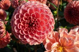 a blooming dahlia in autumn photo