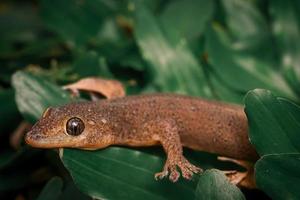 houze lizard on green grass macro close up premium photo