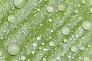 perlas de agua y gotas de agua se asentaron en hojas verdes con piel blanca en la superficie de la hoja. foto