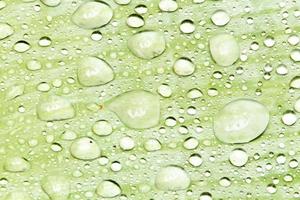 perlas de agua y gotas de agua se asentaron en hojas verdes con piel blanca en la superficie de la hoja. foto