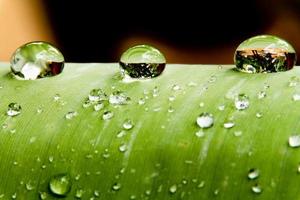 perlas de agua y gotas de agua se asentaron en hojas verdes con piel blanca en la superficie de la hoja. foto