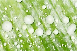 perlas de agua y gotas de agua se asentaron en hojas verdes con piel blanca en la superficie de la hoja. foto