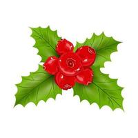 Christmas holly. Leaves and berries of holly isolated on white background. Vector illustration.