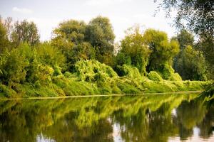 bosque verde y río foto