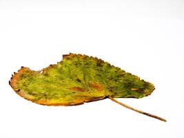 Grunge Green Leaf photo