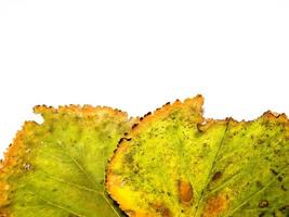Grunge Green Leaf photo