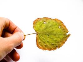 Grunge Green Leaf photo