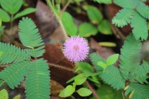 A beautiful round pink flower named Mimosa pudica flower photo