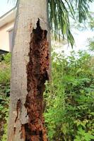 rotting palm tree trunk eaten by termites photo