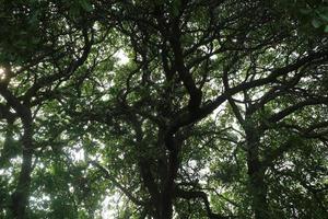 A large cashew tree with a sturdy trunk photo