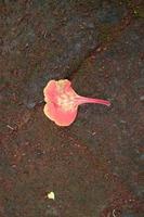 Red flamboyant flowers falling on the paving photo
