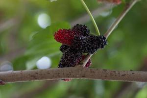 Ripe mulberry fruit on tree with sunlight on blur nature background. photo