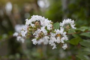 Crape myrtle, Lagerstroemia, Crape flower or Indian Lilac bloom in the garden on blur nature background. photo