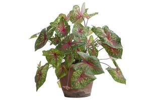 Caladium bicolor is queen of the leafy plants in pot isolated on white background. photo