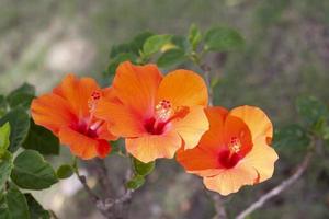 Orange hibiscus flower, chinese rose or chaba flower bloom and shadow with sunlight on blur nature background. photo