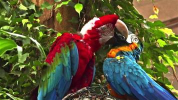 perroquet coloré haut perché video