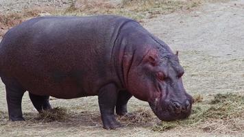 Grass Eating Hippopotamus on the Steppe video