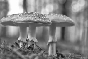 Toadstool in black white at the bottom of a coniferous forest in the woods photo