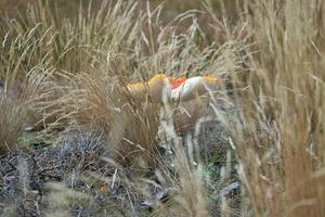 seta, borrosa y soñadora, en la hierba del bosque. hongo venenoso. foto