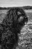 retrato de un perro goldendoodle. pelaje esponjoso, rizado, largo, de color marrón claro negro. perro foto