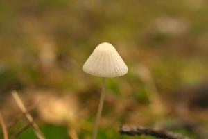 a filigree little mushroom on the forest floor in soft light. Macro shot nature photo