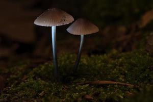 dos champiñones pequeños de filigrana sobre musgo con punto de luz en el bosque. suelo del bosque foto