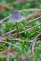 a filigree little mushroom on the forest floor in soft light. Macro shot nature photo