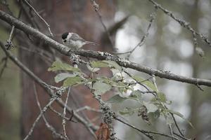 Great tit sitting in tree on a branch. Wild animal foraging for food. Animal shot photo