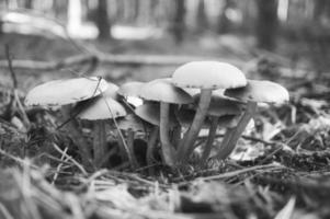 A group of mushrooms, taken in black and white, in the forest on the forest floor photo