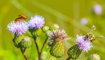 Red orange brown beetles on plants flowers in Germany. photo