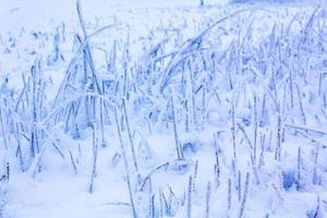 Snow frost ice cold and frozen grasses in Germany. photo