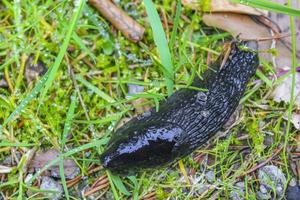 Black dark brown snail crawls along forest floor in Germany.