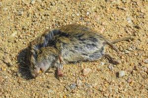 Dead flattened mouse rat on the road in Germany. photo