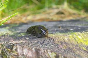 Black dark brown snail crawls along forest floor in Germany. photo