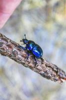 Purple blue dung beetle is crawling on grass sticks Germany. photo