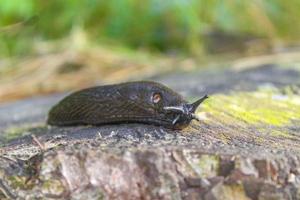 Black dark brown snail crawls along forest floor in Germany. photo