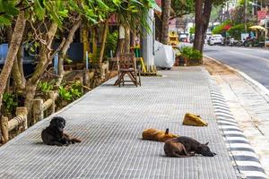 Stray dogs lie sleeping on the street on Phuket Thailand. photo