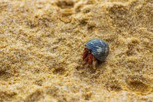 Hermit crab on the beach sand on Phuket island Thailand. photo