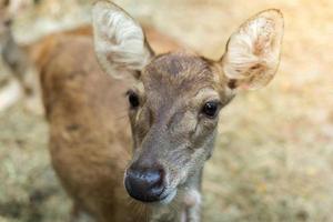 deer in the zoo park photo